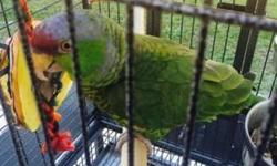 looking for cuban amazon prs and singles for breeding at reasonable cash prices