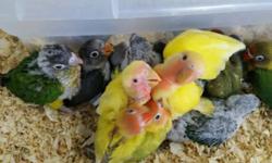 buying mature jenday pairs for breeding at reasonable cash price only