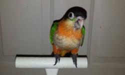Black Cap Caiques are very funny little Clowns and very entertaining,and Tons of fun in a small package. They have a great lovable and Mellow disposition and Friendly personality.
Theses birds are very intelligent and charming that are full of affection