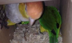 I have a breeding pair of caique for rehoming. They are feeding right now and going into their nest. If interested please contact me at 9547320299.