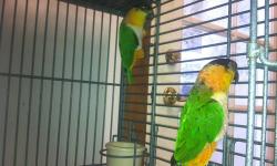 Black Headed Caique Pair,
Male 5, female 4 they are bond now ready breed,
Perfect feather,
$1100 with cage.
This ad was posted with the eBay Classifieds mobile app.