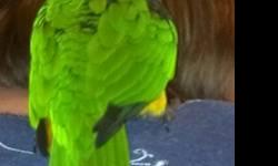 Caique parrot needs new home. We recently got her and realized that caiques are not the right bird for us. If you are interested, email me and tell me a little bit about your bird experience and your household, i.e kids, other pets, etc.
I won't respond