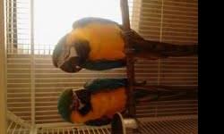 I have two Camelot Macaws, 9 weeks old and almost fully feathered on 2 feedings. DNAd 1 male and 1 female. Send text for pictures
at 210 860 6021. Also have a 5 week old greenwing macaw baby male for $1100