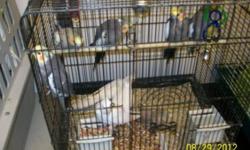 I have female and male bird canaries for sale..i have babies and young canaries all yellow...
Females- $60.00
males- $70.00
I have alot to sell... This ad was posted with the eBay Classifieds mobile app.