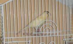 I have a male canarie. He is 3 months old. $ 40 dollars. Interested call me at 224-577-5535. Se habla espaÃ±ol.