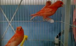 Cute young canaries, red, orange, bronze, 2014.Cages $15
Lindos canarios del 2014.Tengo jaulas a $15.