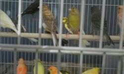 ?Price:$40
?Address:Oakland, CA 94603 (map)
?Date Posted:11/05/12
?Age:Young
?Offered by:Owner
?Description:
?? I have some canaries for sale diferents colors orange, yellow, blues, american singers males and females beutiful and healty. Tengo canarios de