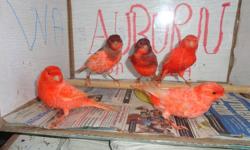 I have some red canaries for sale but I have only males but I have a cinnamon female available if interested please call 253 653 0618