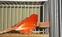 I have some red canaries for sale born last year and also I have some gloster the price for each is $ 75
253 653 0618