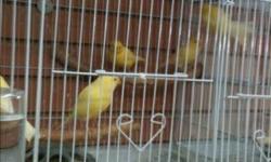 Yellow, white, red and green canaries ready for breeding season!!!!
This ad was posted with the eBay Classifieds mobile app.