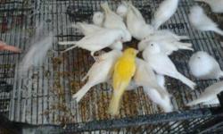 I have lots of Gouldian & Java Finches available to re-home. Both Male and Female. All tagged/banded.
In addition, I also have some Yellow and White Factor singing canaries for sale.
$50 - Java Finch. (Each)
$85 - Gouldian Finch. (Each)
$85 - Red cheeked