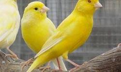 Male and Female Canaries
already singing and very Healthy
Fee is Firm as these are good Quality ones !