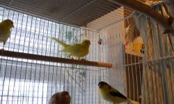 BEAUTIFUL CANARIES. THIS YEARS BABIES. COLOR FACTOR: REDS, YELLOWS, VARIGATED, STAFFORDS, GLOSTERS. PRICED FROM $35. TO $50. STATE LICENSED BREEDER. YOU MUST BRING YOUR OWN CARRIER OR CAGE. or I HAVE BREEDER CAGES FOR SALE