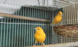 Hi, i have three canaries, born 2012. 1 male? has never sang, he is a rose color, very nice bird, $65.00. i also have 1 pair of orange, they now have 4 eggs should hatch in about 10 days, must take cage with them, or she will leave the eggs. $180.00 good