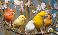 Canary breeder Frank Fioretti has raised canaries for nearly 50 years. Colorful and bright, these birds make great pets and even better companions with their unmistakable song. Choose from a variety of colors and types -- both male and female -- singers,