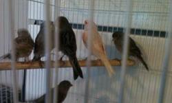 I have canaries. For sale $50 & up adult & young. Male & Female. For more
Info. Call. 818-841-1164
This ad was posted with the eBay Classifieds mobile app.