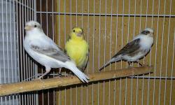 i have a few 2013 banded male canaries, just starting to sing, also will have some females available in a few weeks