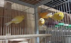 Healthy canaries for sale