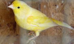 Great singing canaries for sale. I also have females available. They are born in the spring of 2012, ready for breeding.
I have yellow and red colored canaries.