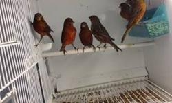Many different kinds of canaries for sale.
Brunzz, Russian, Brrunzz crested, Euno (red eyed canaries), Aget
and many more.
CRAZY SUMMER SALE!!!!!!!!!