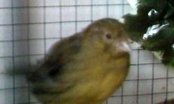 I have several canaries looking for good homes. Cages are starting to overcrowd, so we need to cut back. Please email for more pics, info. MAY be willing to trade for certain finches, please ask!!
2 green females unrelated 3 and 4 months old $35 each
1