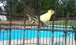 canaries timbrado,males