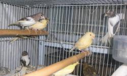 I HAVE MANY YOUNG CANARIES 2-4 MONTHS OLD, THE FEE IS SINCE 45 TO 60 THEY ARE SPANISH TIMBRADO AND AMERICAN SINGER. TEXT ME AT 214 709 5205