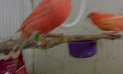 Singing canaries for new home. Male and female good Cristmas present.Male- $ 60- 75.Female- $ 40-50.Young and healthy birds.