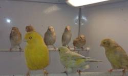 Ready to breed females and males beautiful healthy Canary's. Over 100 hundred different types.
This ad was posted with the eBay Classifieds mobile app.