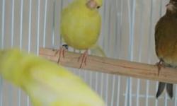 l have several canaries available, multiple colors....white, yellow, brownish red, standard,bronze, grey. they are from 2015 and this year. Males and females all banded. 65$ each, any questions call/text 615 877 5511 or 615 674 5272