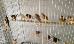 I have some extra Canary/Finch nests for sale @ $2.50/each. These nests made in Italy with high quality material and they are easy to set up in the cages.
