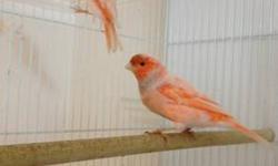 Hey i have Bronze,mosaic,red factor,Russian,Gloster and much more up to sell males and females available!
all the birds healty and redy to bread!
call for more info!