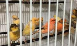 Hello, I have Beautiful colorful canaries for sale, many to choose from males and females, and they are all ready for the breeding season, they will be a wonderful gift for Christmas. for more info call me at 832 785 6364