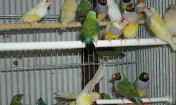 2 pair of canary 1 pair just start to lay
1 pair of shafttail start to lay 1 egg
1 pair javid finch (white)
75.00 per pair or all for 250.00