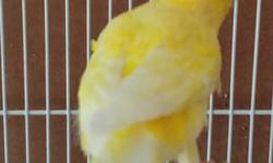 I have couple male canary for sale. 1~3 year old. Some of them are proven male breeders. $35 each or 2 for $60. Cash only and no shipping. Thanks you for browsing.