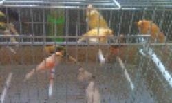 I have male & Female canary's
For sale for more info call @
818-841-1164
This ad was posted with the eBay Classifieds mobile app.