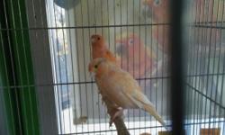 have few canary for sale few colors starting at $ 60 yellow color