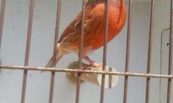 Hi,
I am looking for used canary show cages (color-bred). They must be in very good to excellent conditions. Contact me if you have any to sale.