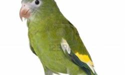 Hi I have canary wing parakeet, they are more like conures. They can learn to mimic words like Quakers. You can get one for $60 or get the pair for only $100. Call me if you interested. $972-2014330 Hablo espanol.