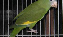 canary winged parakeets 3 proven pairs left they are from 2-3 years old .. asking $225 a pair or willing to trade for birds .. I am located in san diego if you want to purchase them or trade give me a call (619)392-2895