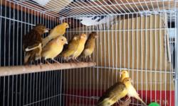 Hi I have some canaries for sale $35 each. 4-5 months old, growth up from outside strong and healthy. Interested please text me Gary 323-681-1111.