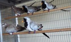 WE HAVE SEVERAL YOUNG PAIRS IN PERFECT FEATHERS FOR MORE INFO PLEASE CALL GEORGE OR MIMI AT (619)249-9831 THANK YOU