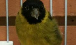 Hybrid ( hooded Siskin with a crest Timbrado ) (first and second photos are the parents) 4 young hybrid just 4 months old , find them at Ceasar Pet Store located at the back of the Flea market aisle Banana Trial !!!!
This ad was posted with the eBay