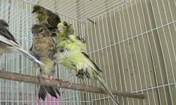 Cascade Canary Breeders Association
Presents the
45th Annual Canary and Finch Show and Exhibition October 19th and 20th
Location :
The Evergreen State Fairgrounds, Bldg 501
14405 179th Ave SE, Monroe, WA
Show Dates and Times:
Saturday, October 19th
Show