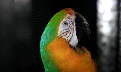Catalina Macaw with large cage. She is 11 years old. The cage is
3'4" X 3'4" X 5'7" very large cage for a very large bird. Call Steve @ 314-503-3364.