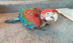 I have a Catalina Macaw Baby available, it is about 4 mos. old. It is spoon feeding twice a day and eating seed. We do ship. It is sweet. Please call 941-475-1728 for further information.