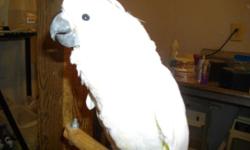 I have 1 baby catalina macaws at this time. This is a cross with a scarlet macaw and a blue and gold. Awesome color babies Goregous feathers in now, This baby has a great outgoing personality . We also have cages both new and used, great selection of
