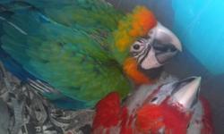 I have 1 baby Catalina Macaw for sale. Asking price is $1400.00. FIRM
Catalina Macaw is a first generation Hybrid. It is a cross between a Blue and Gold Macaw and a Scarlet Macaw.
A full sized macaw, they can get over 2 lbs. Lengths up to 34 inches.