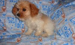 Cavachon Puppies For Sale In Inman South Carolina Animals Nstuff