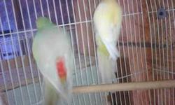 Lutino female and split male. $160
Opaline male for $70
Or all three for $220 wont take less
Call or text if interested